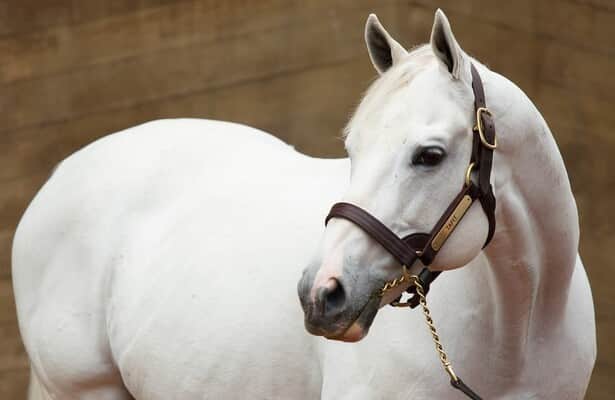 Flatter: Recipe for success in the Belmont starts with a Tapit