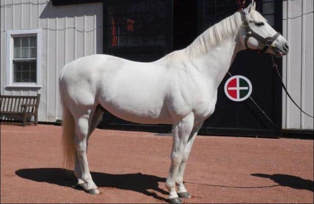 Tapit and his Belmont Stakes Legacy