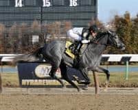 The Lumber Guy winning his first race at Aqueduct on January 28, 2012.