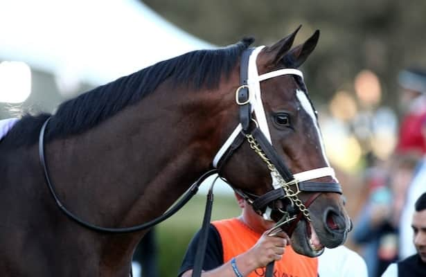 Timberlake will stand this season at WinStar Farm