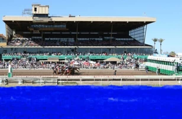 Blue grass? It’s under consideration for Turf Paradise