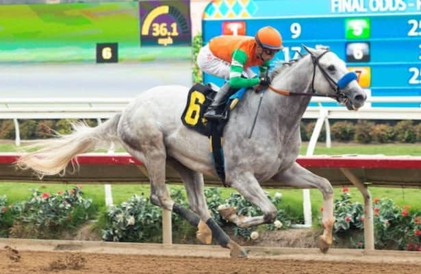 Del Mar: Ultra Power, Mixto lead Native Diver field