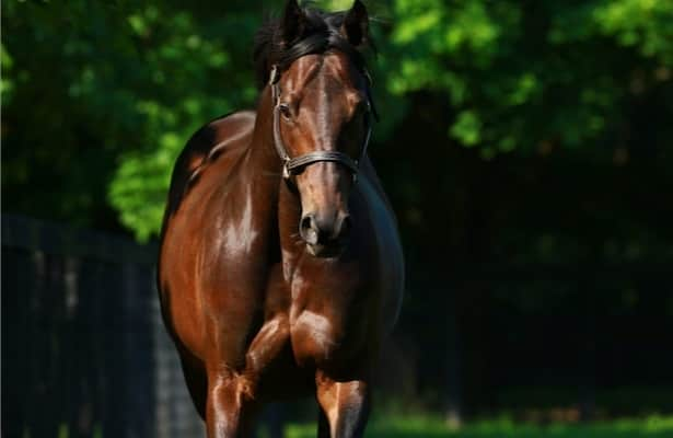 Leading stallion Uncle Mo is euthanized after injury