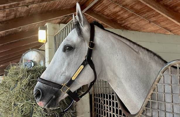 White Abarrio returns to racing next week at Gulfstream