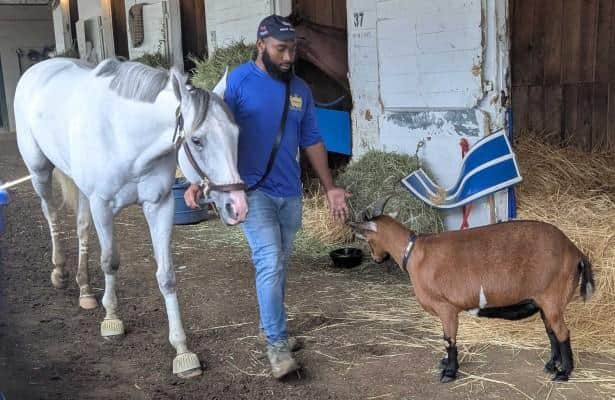 Stephen Foster: Credit the goat for White Abarrio's surge