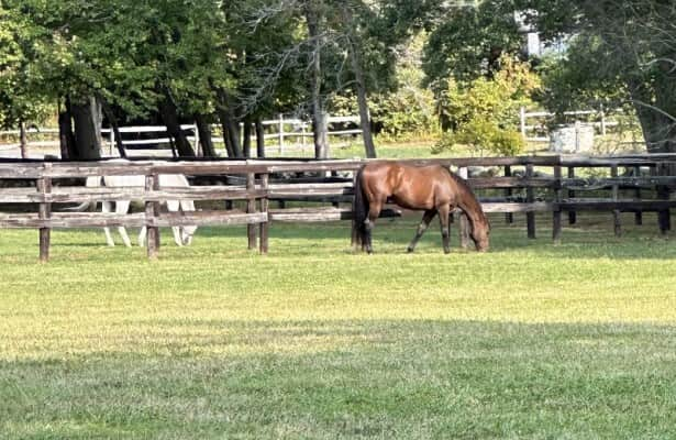 Wicked Strong is pensioned to Centennial Farms in Mass.