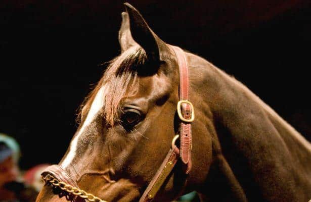 Zenyatta in Foal to War Front - What Can We Expect?