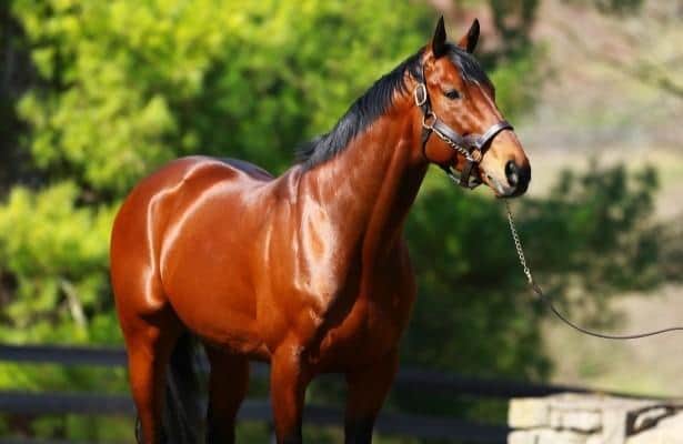 American Pharoah Will Stand 2026 Breeding Season In Japan American Pharoah Stallion 615x400