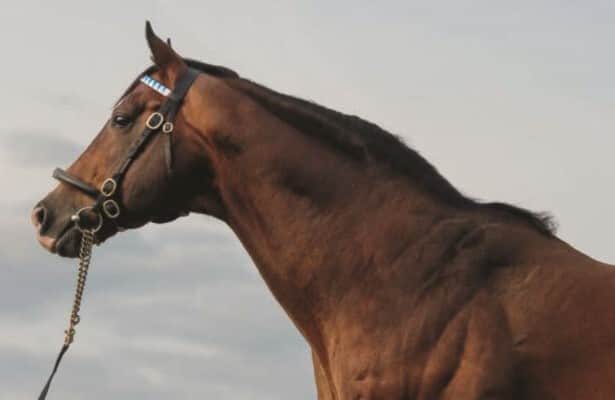Grade 1 winner and stallion Discreet Cat dies at 20
