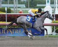 Flashy Gray wins an Allowance race at Gulfstream Park in 2013 with Joel Rosario.