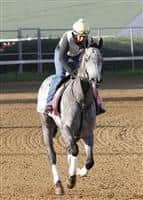 Flashy Gray gallops at Churchill Downs in preparation for the 2013 Kentucky Oaks.