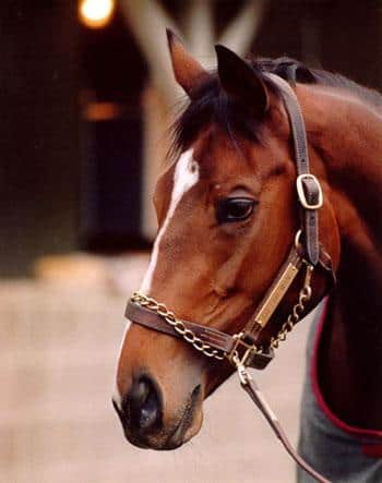 horseracingnation com