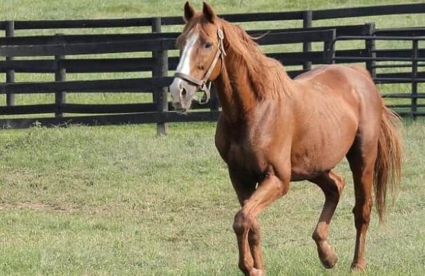 Millionaire and longtime Arkansas stallion Jonesboro dies at 21