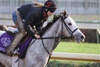 Joyful Victory works in preparation for The Breeders' Cup at Churchill Downs. 11.02.2010..photo Ed Van Meter 
