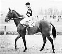 p War Admiral