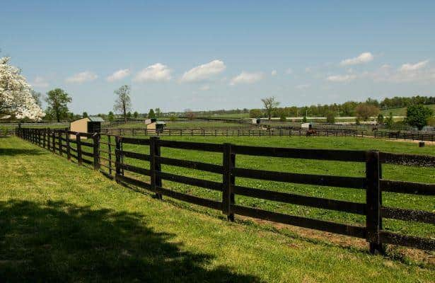 ‘Good job’: Study finds breeders protect Thoroughbreds’ health