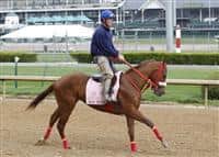 Rose To Gold gallops at Churchill Downs Racetrack in preparation for the 2013 Kentucky Oaks.