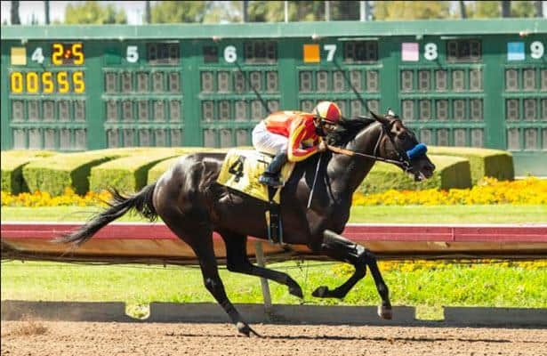 Uncle Chuck takes Los Alamitos Derby to stay perfect